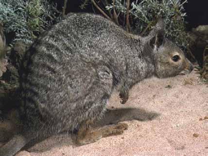 Banded hare-wallaby Lagostrophus fasciatus Banded hare-wallabies once