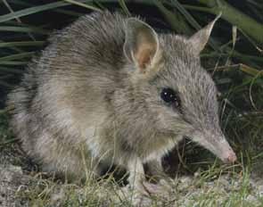 The females of this smallest bandicoot species are larger than the males.
