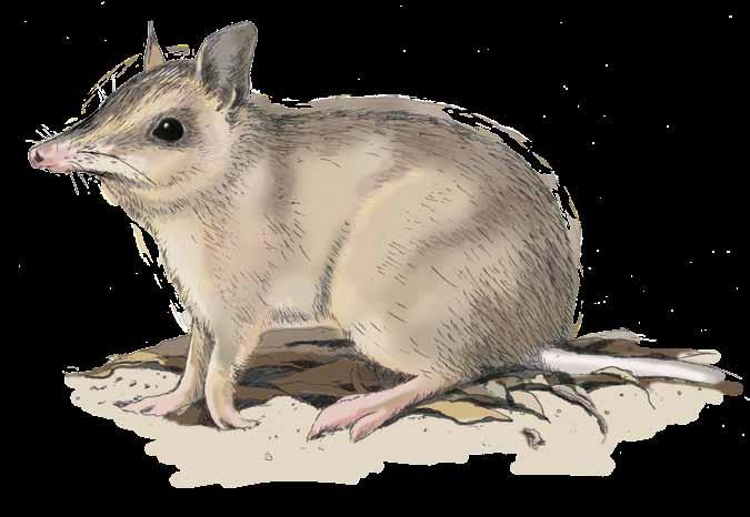 Western barred bandicoots sometimes lose parts of their tails during fights with other bandicoots.