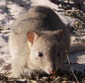 Boodie (burrowing bettong) Bettongia lesueur Prior to becoming extinct on