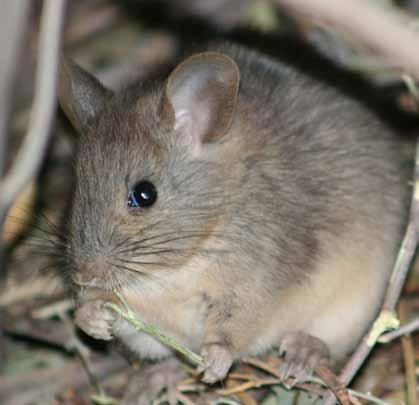 Greater stick-nest rat Leporillus conditor These rats were found through arid southern