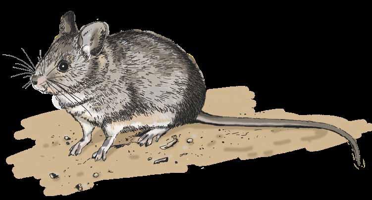 The name greater stick-nest rat refers to the size of their nests.