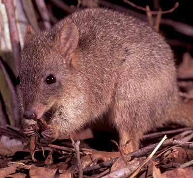 Woylie (brush-tailed bettong) Bettongia penicillata After being widespread