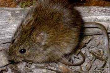 Heath mouse Pseudomys shortridgei The heath mouse was thought extinct