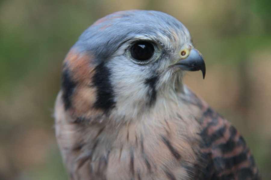 .. Maggie the Peregrine Falcon and we have Edie