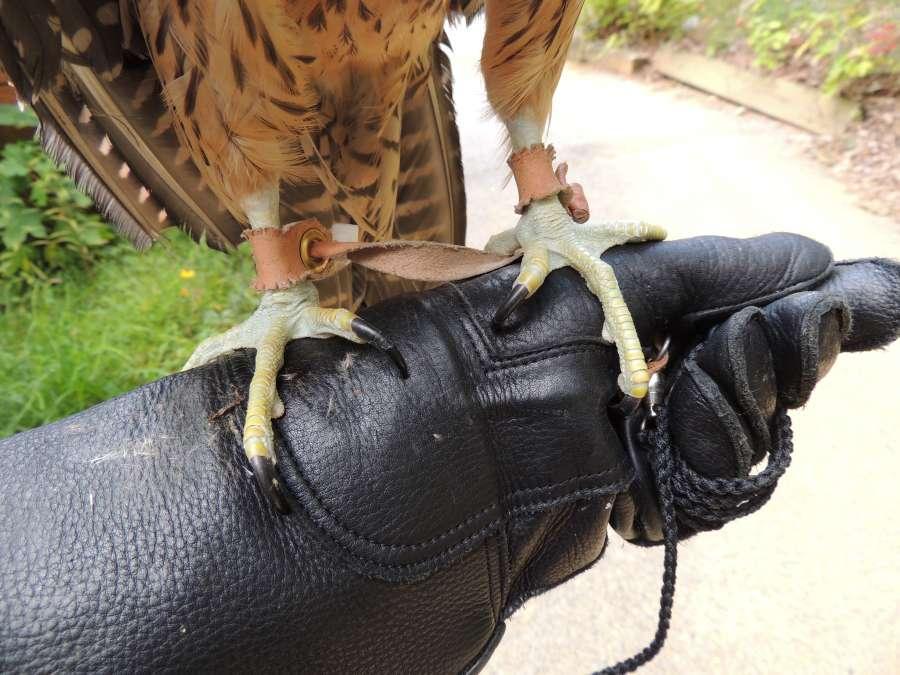 They are quite the wanderers aren't they? How big are Maggie's talons? Her longest toe (middle toe) is two inches long! Let me see if I have a picture for you! Falcon feet!
