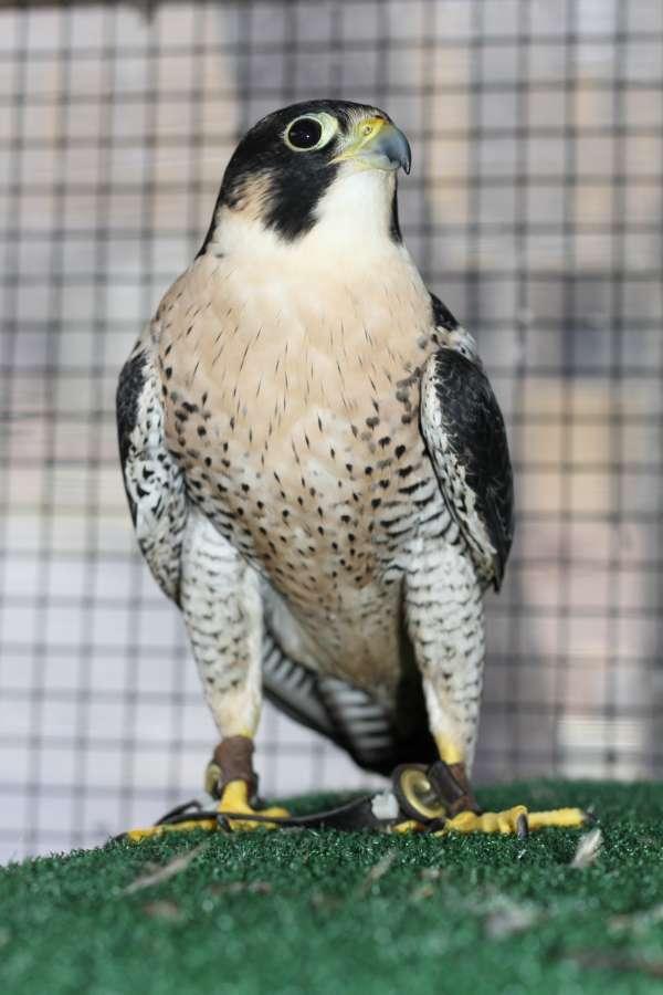 Chayton the Peregrine Falcon (2012) Chayton sadly passed away in 2013. How long is Maggie's beak? Hmmm! It does change. Their beaks continue to grow like our hair and fingernails.