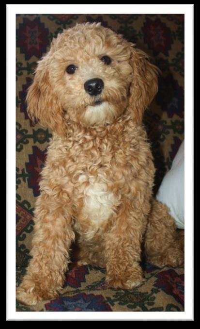 Bertie s beautiful, smaller CavaPooChon litter should have a good variety of coat colors with mostly red or red/white, soft-curl coats.
