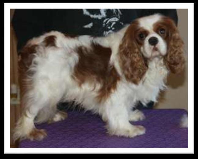 level. Dash is our newest sire, a ruby red, toy poodle (son of Spanky).