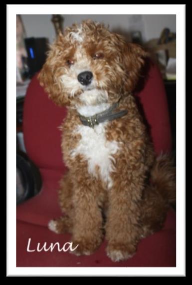 2019 Waitlist open for #1, #2 Females and #1, #2 Males Jenna is a CavaPooChon and sire is Romeo, our red/white Miniature Poodle for a bit more curl and beautiful coat colors!