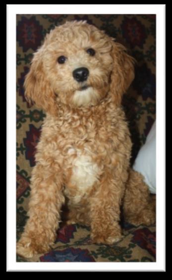 Puppies Ready for New Homes January 2019 Waitlist Open for #3 female and #1, #2 male Peach is our apricot-coat, Cavachon mother, and Romeo is our red miniature