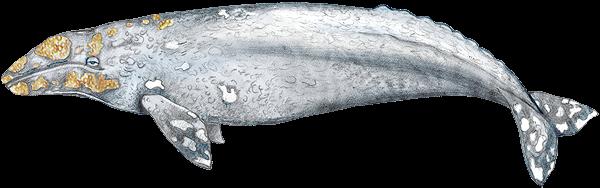 Gray Length: male adult gray whales measure 45-46 feet long; adult females are slightly larger up to 50 feet long.