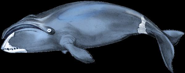 Bowhead Length: 50-60 feet long; adult females are slightly larger. Color: Bowheads are blue-black in color, except for a variable amount of white on the lower jaw.
