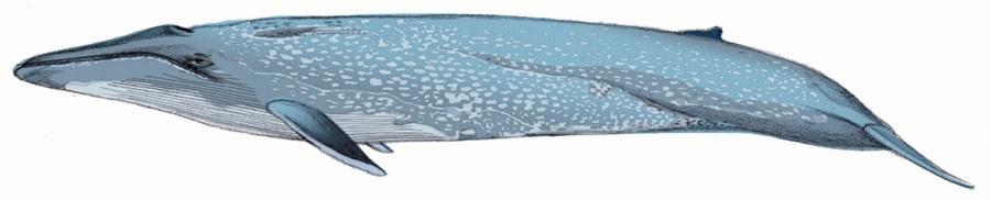 Blue Length: they can grow to over 100 feet long. Color: The blue whale is blue-gray in color, but often with lighter gray mottling on a darker background.