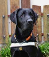 Over 30% of our Guide Dogs have been bred, raised and