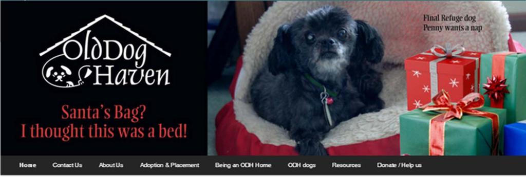 Senior Pets - All They Need is Love FEATURED SENIOR RESCUE OLD DOG HAVEN IN LAKE STEVENS, WASHINGTON 621 SR9 NE PMB A-4, Lake