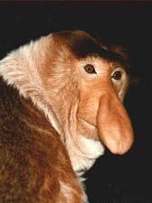 82 them+us had, most scientists simply assume they would have had protrudng noses like ours.