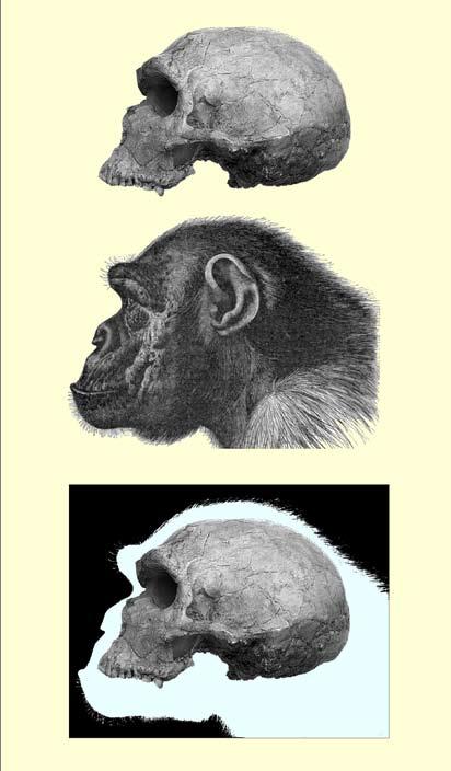 84 them+us Neanderthals are depicted as looking like humans, but the European Neanderthal cranium