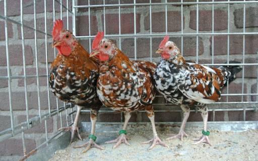 The hens may aggressively defend the nest and chicks, even though normally they are very docile.