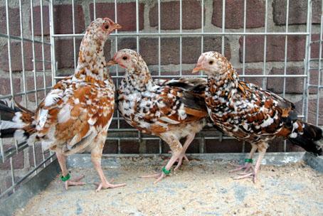 As with every breed, selection should not be too strict, or else there will be no birds left. Overly strict selection will be a death knell for the Tournaisis. Left: Three pullets.