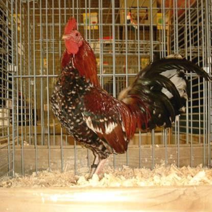 Right: Another one of my roosters, a few year ago. Some years ago I took some of my own birds to Belgium to review and compare the Tournaisis breed.