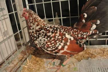 Right: A nicely marked pullet. Below: A cockerel of only 2 months old; too young for judging the colour.
