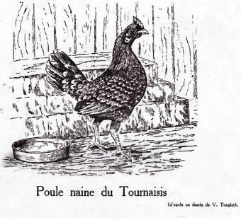 In the region of Tournai the bird is also called Chicken of Bléharies, Millefleur of Tournai and also Little Boldy. The breed is frequently used to hatch partridges and pheasants.