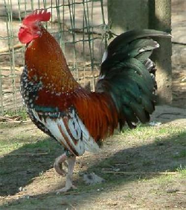 Features of the cock Body: vigorous, broad, somewhat sloping and tapering in width towards the tail, upright stance. Neck: medium long, upright, somewhat bent. Head: fine, rounded skull.