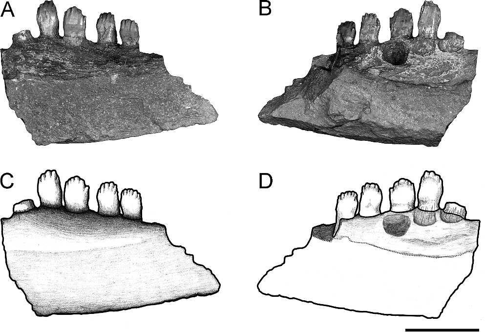 MADDIN ET AL. CRANIAL ANATOMY OF ENNATOSAURUS 171 FIGURE 8. Photographs and drawings of an isolated fragment of the left dentary from Ennatosaurus tecton (PIN 4543/uncatalogued 2).