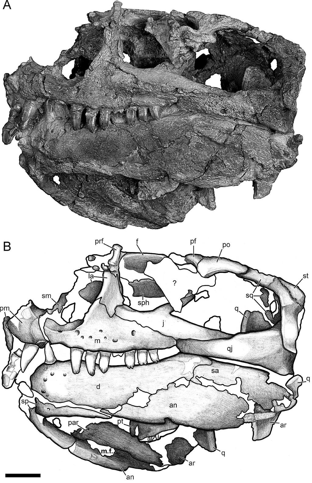 MADDIN ET AL. CRANIAL ANATOMY OF ENNATOSAURUS 163 FIGURE 2. 2 cm. Ennatosaurus tecton (PIN 4543/1) in lateral view. A, photograph; B, line drawing. Abbreviations given in Figure 1.