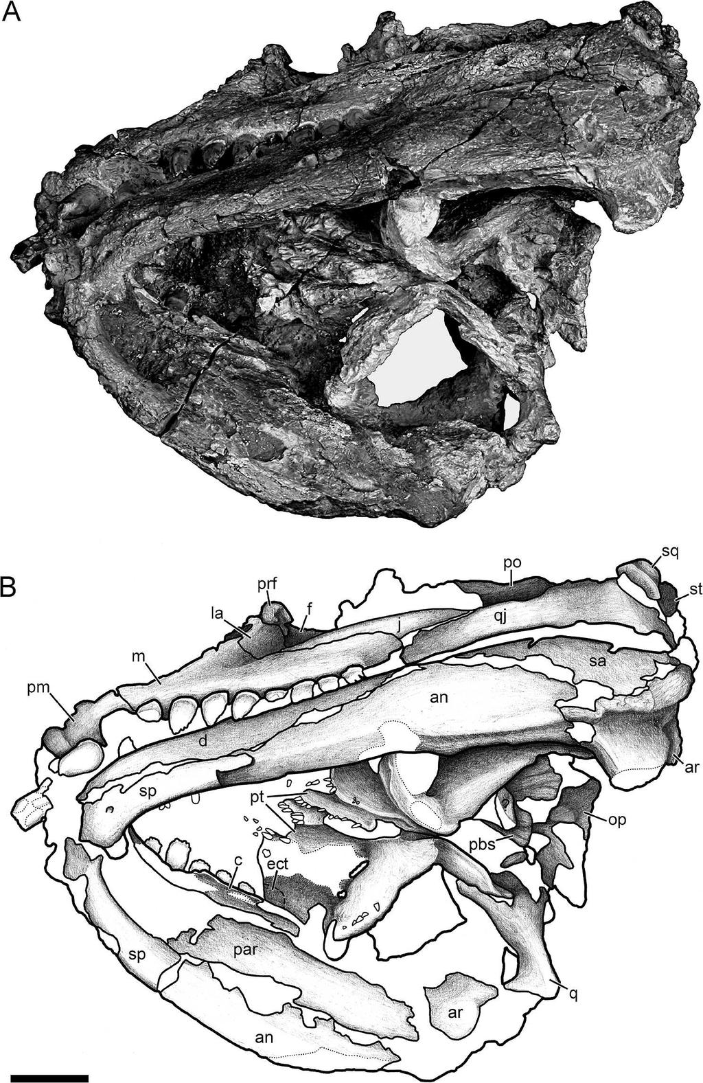MADDIN ET AL. CRANIAL ANATOMY OF ENNATOSAURUS 165 FIGURE 4. 2 cm. Ennatosaurus tecton (PIN 4543/1) in ventral view. A, photograph; B, line drawing. Abbreviations given in Figure 1.