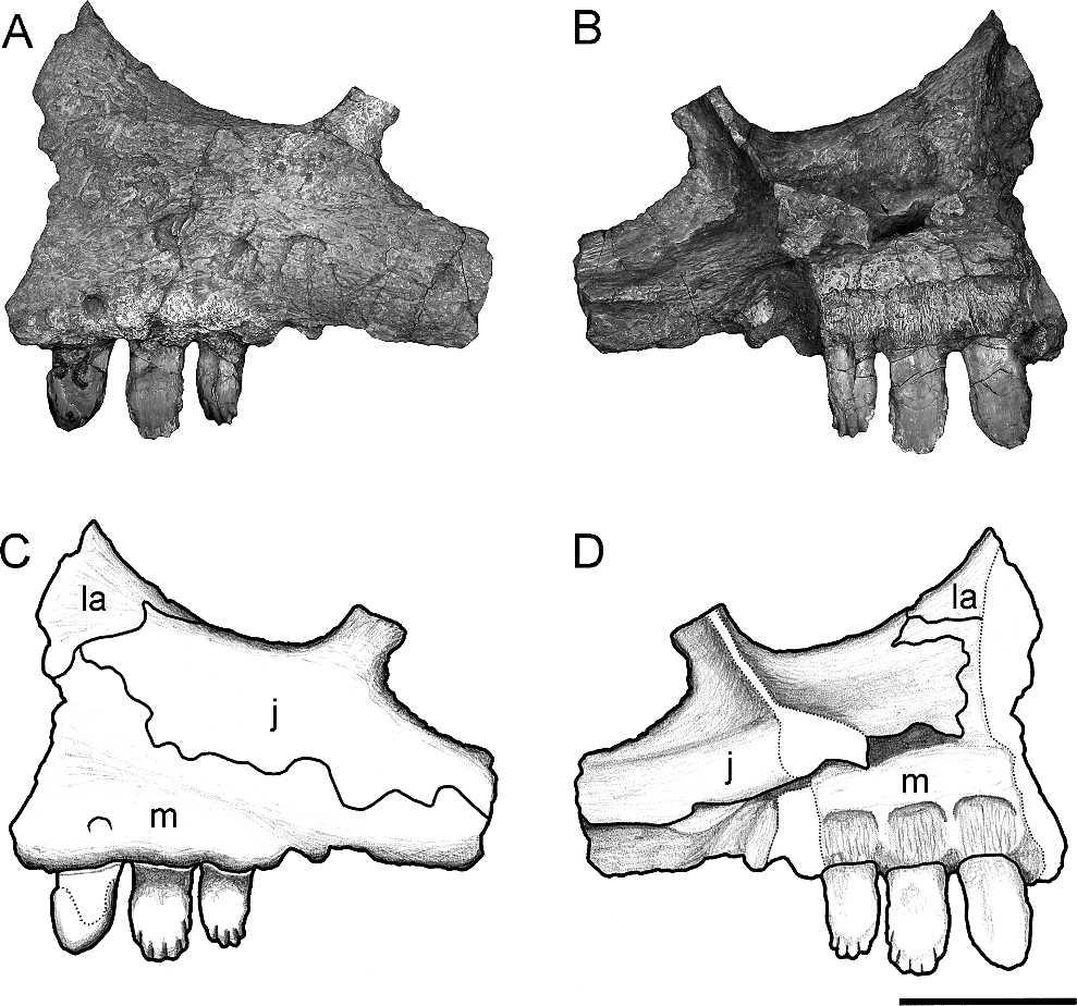MADDIN ET AL. CRANIAL ANATOMY OF ENNATOSAURUS 167 FIGURE 7. Isolated left maxillary tooth 2 from Ennatosaurus tecton PIN4543/1. A, mesial; B, labial; C, lingual; and D, distolingual oblique views.