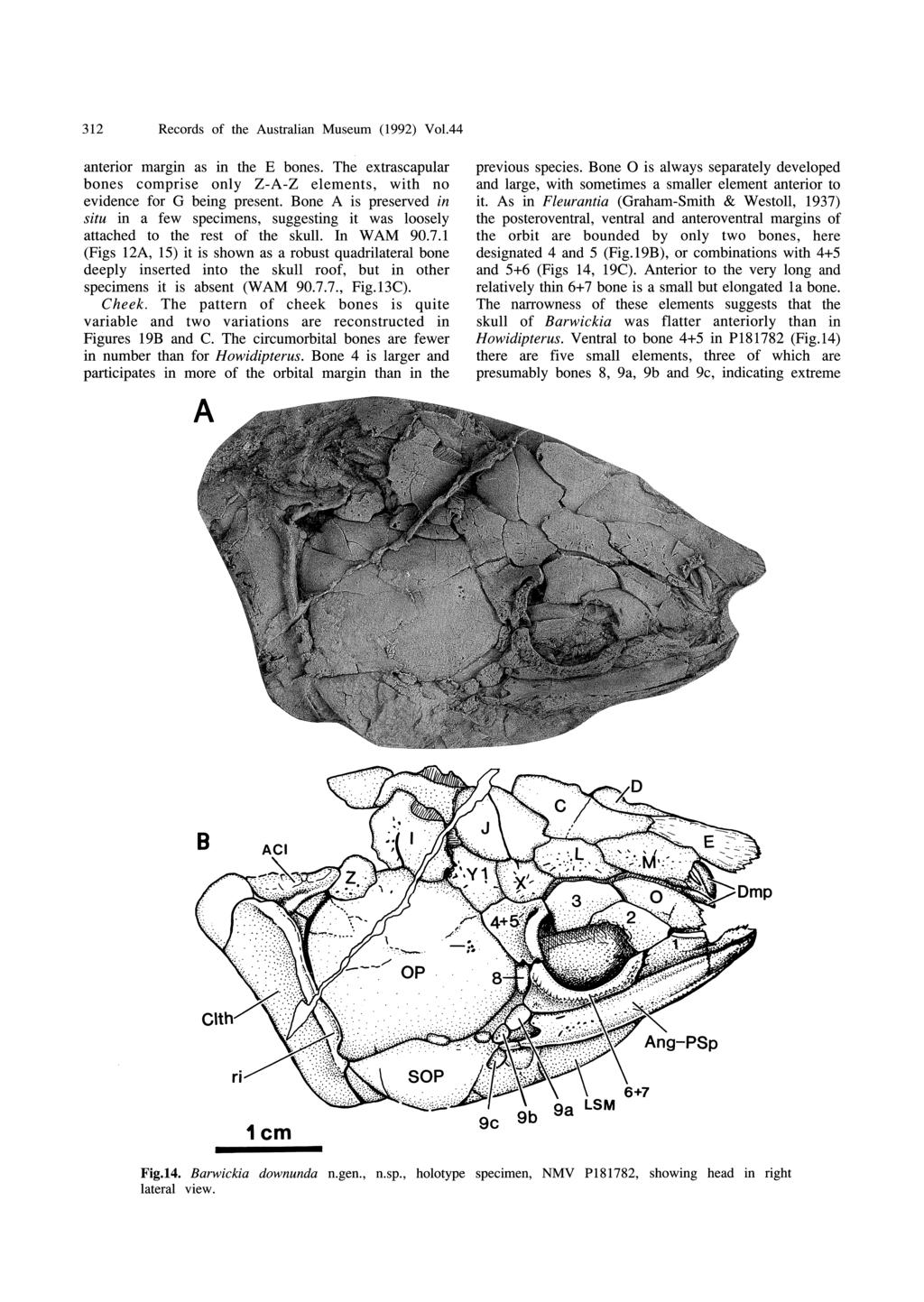 312 Records of the Australian Museum (1992) Vo1.44 anterior margin as in the E bones. The extrascapular bones comprise only Z-A-Z elements, with no evidence for G being present.