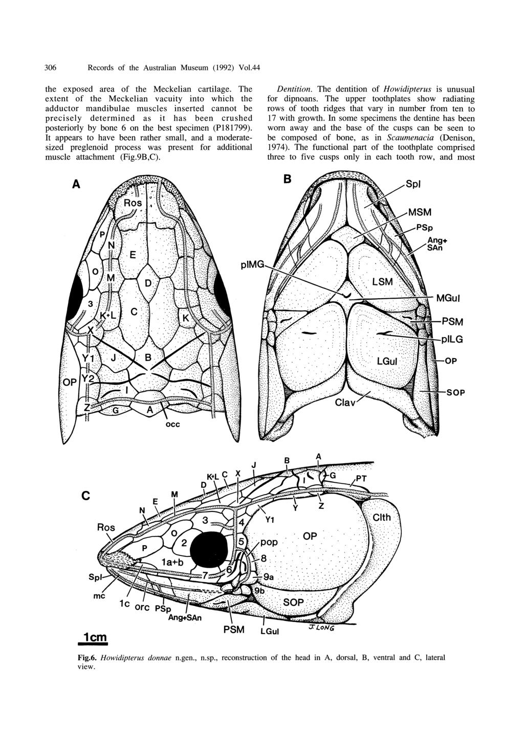 306 Records of the Australian Museum (1992) Vo1.44 the exposed area of the Meckelian cartilage.