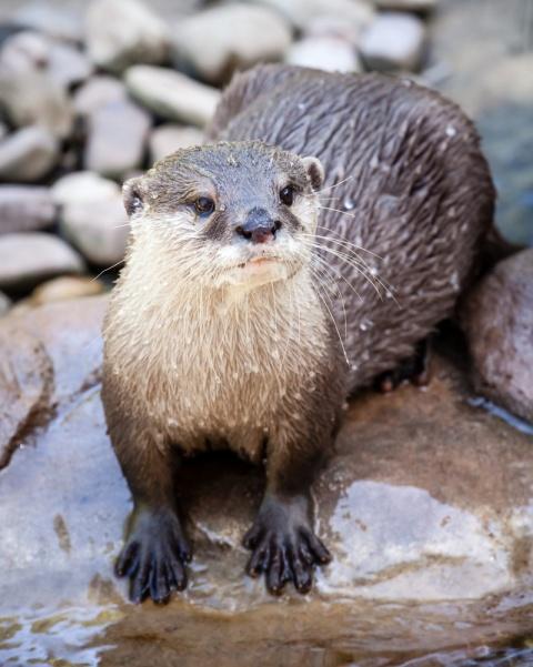 11. ORIENTAL SMALL-CLAWED OTTER The habitats you would find these otters in include: What type of food