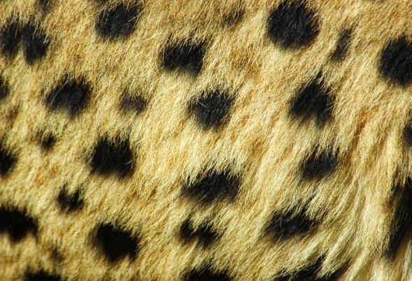 2. CHEETAH What habitat do these cats live in? Can you spot this pattern on the cheetah?