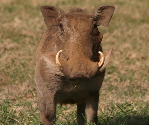 3. WARTHOG The habitats it lives in are Give two reasons why