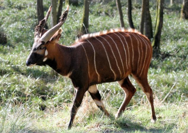 MOUNTAIN BONGO What habitat does it live in?