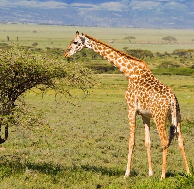 5. GIRAFFE This is the tallest land animal in the world. What habitat does it live in?