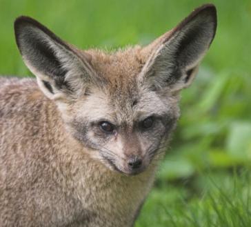 6. BAT-EARED FOX What habitat does it live in? What food does it eat?