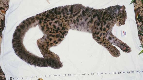 rare marbled cat; a smaller