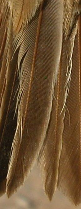 Moult limit on greater coverts: top adult; bottom 1st year AGEING 4 types of age can be recognized: Juvenile with fresh plumage; face and underparts