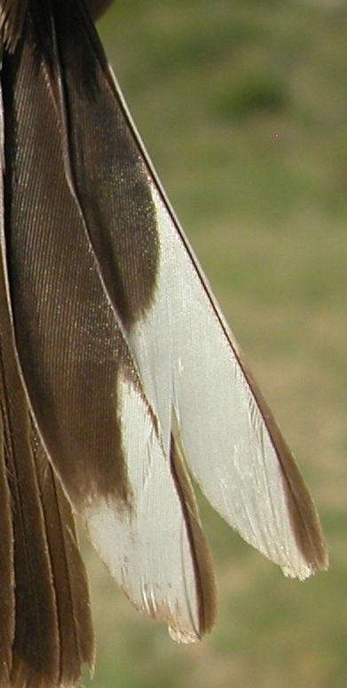 retained then they will be worn; flight feathers always with only one age.