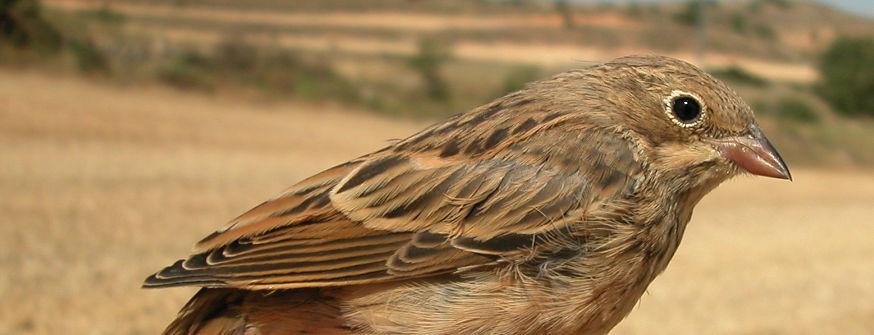 Partial postjuvenile moult including body feathers and lesser and