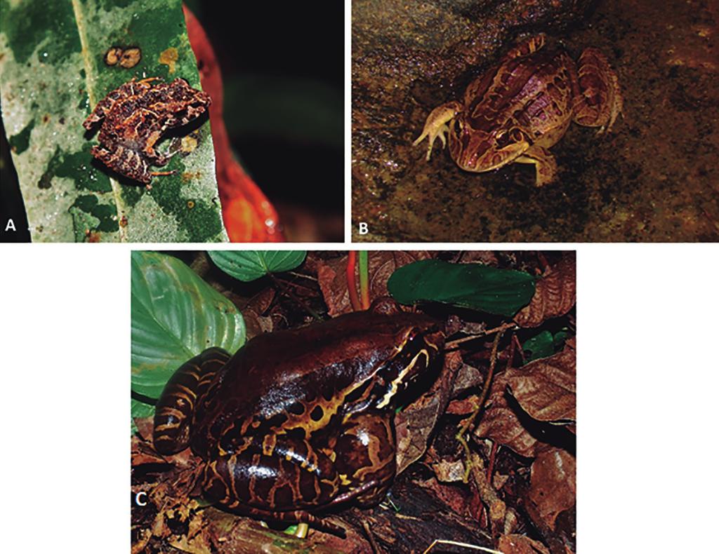 4/12 Rocha, C.F.D. et al.: The Herpetofauna from Ilha Grande Figure 2. New records of amphibians for Ilha Grande.
