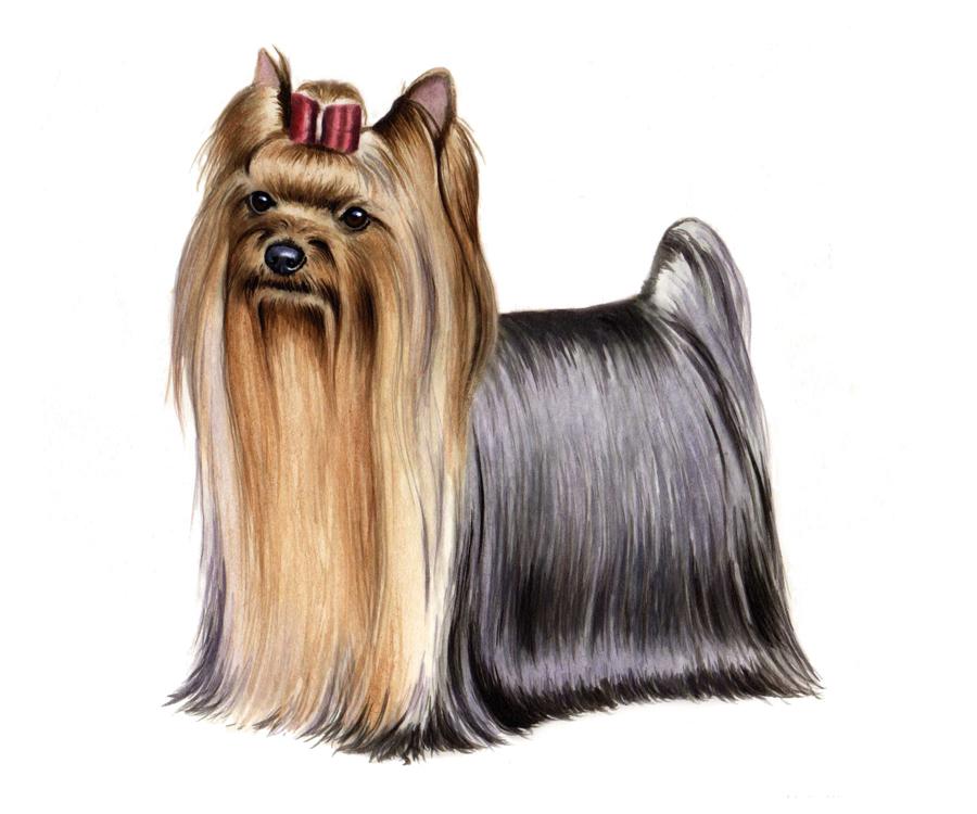 YORKSHIRE TERRIER HEIGHT: 7-8 in WEIGHT (SHOW): 3-6.
