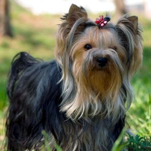 However, the breed that was recognized in 1878 is completely unlike the terrier of today.