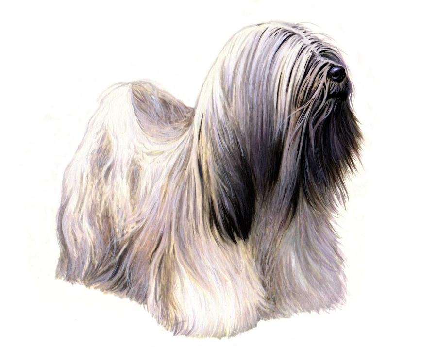 LHASA APSO HEIGHT: 10-11 in WEIGHT (SHOW): 9-16 lb WEIGHT (PET): 9-19 lb EARS MUZZLE TAIL The originated from the areas surrounding the sacred city of, the capital of Tibet, around 800