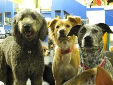 Did you know that Ohana Doggie Day Care Opened in May 2005 Offers cage free