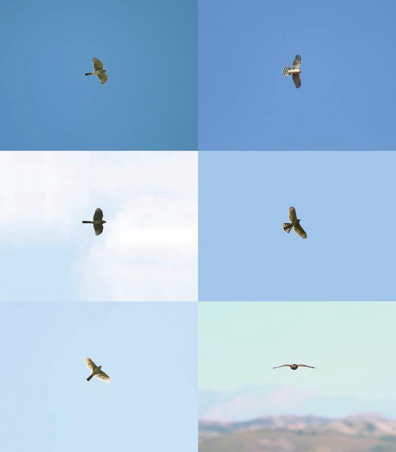 26 Accipiters CH 01 - Juvenile Cooper s Hawks are pale below with brown streaking on the chest (top left). In direct sunlight, juveniles (shown, top right) and adults can appear all white below.